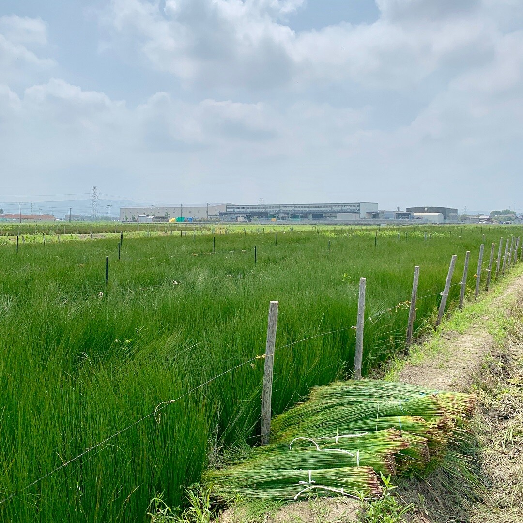 キービジュアル画像：無印良品の夏にはかかせないもの｜産地訪問