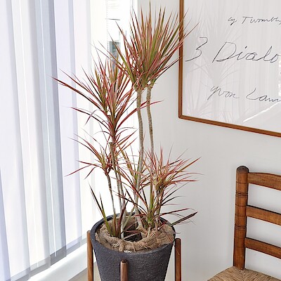 【IDÉE 自由が丘】  おすすめの植物～ドラセナ～