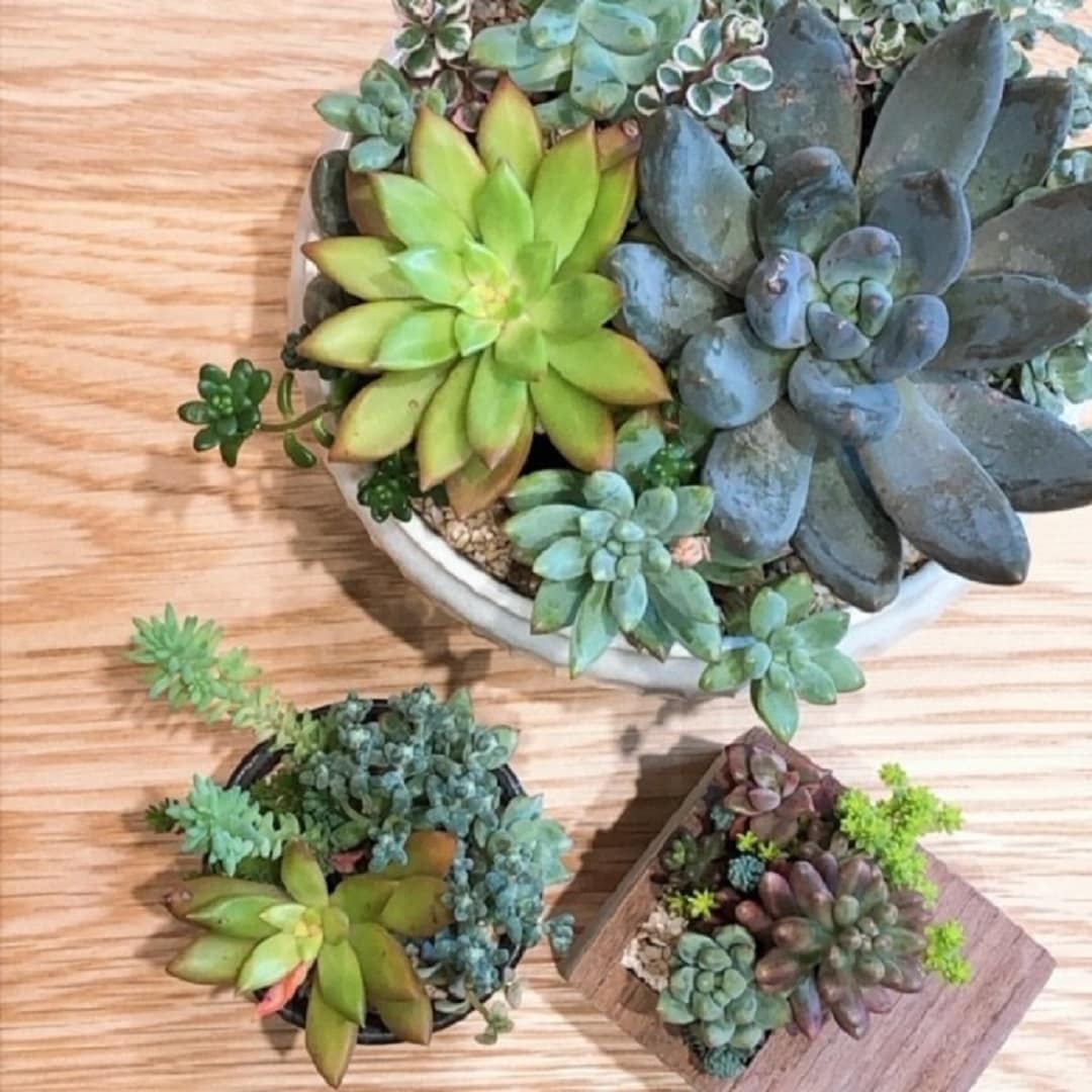 多肉植物