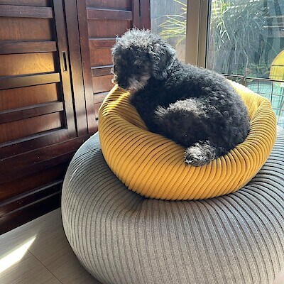 【IDÉE 柏店】PUUF＆MINIPUUF