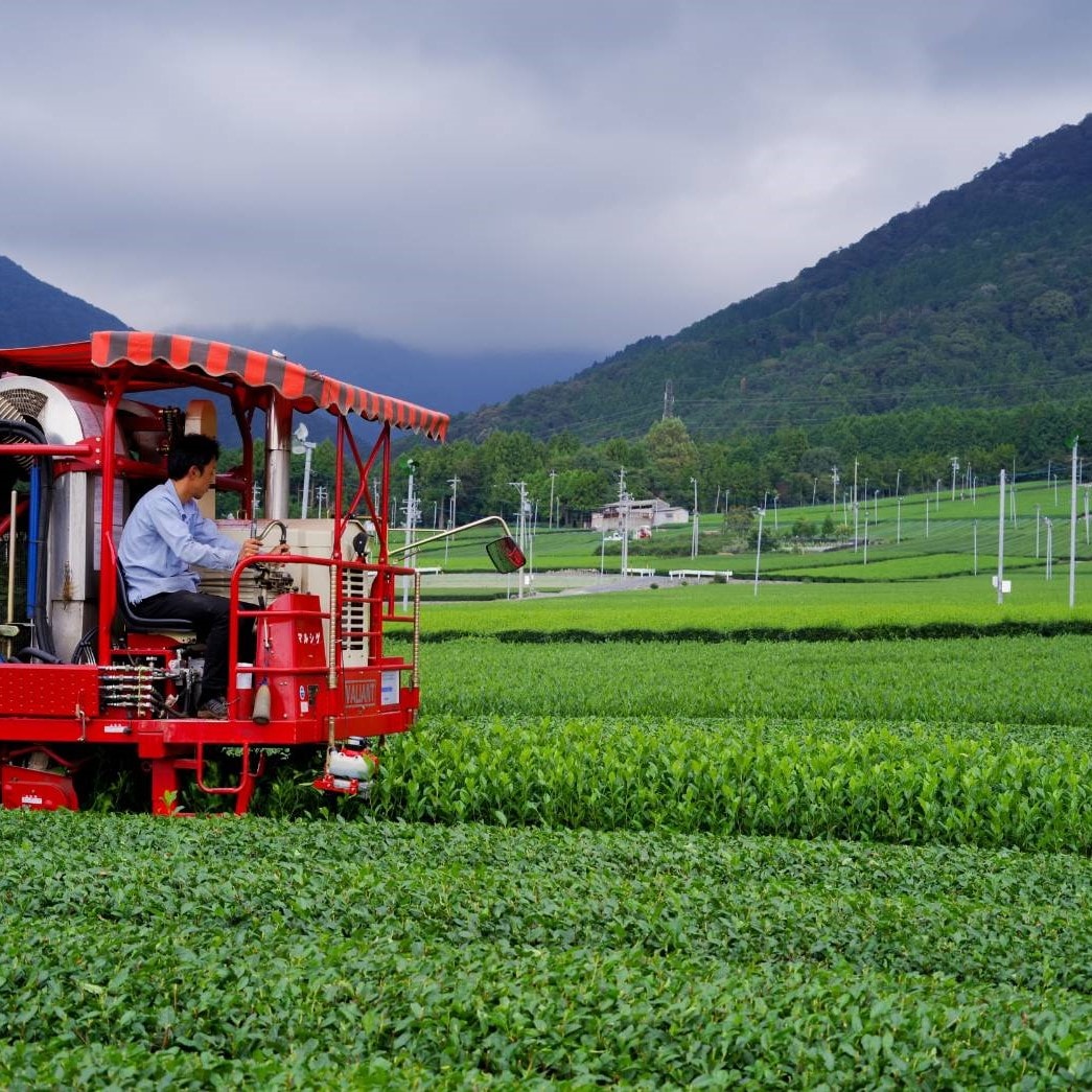 かぶせ茶