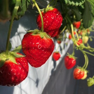 SlowFarm1
