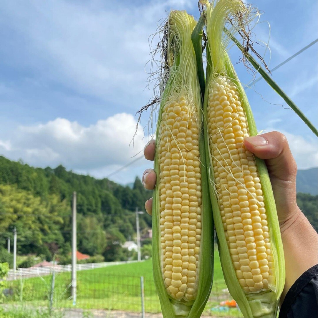 とうもろこし