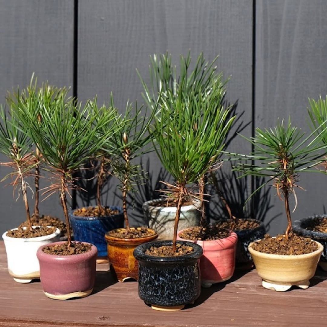 盆栽ワークショップ