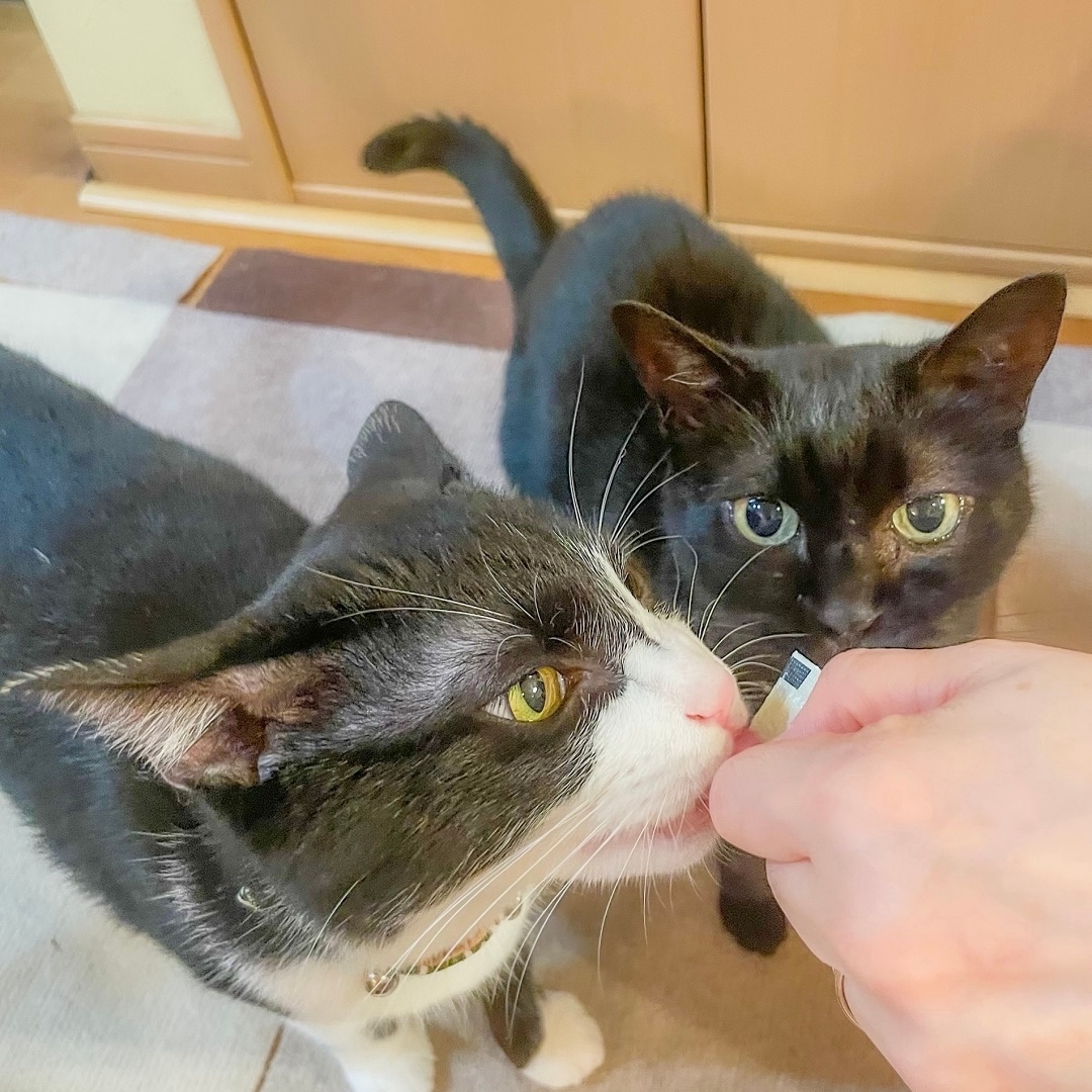 トップ