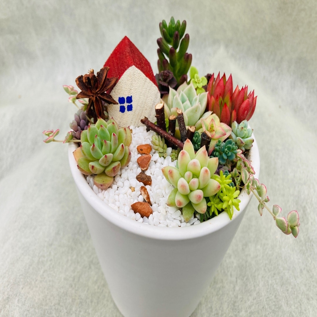 ヨークベニマル西富山】多肉植物の箱庭を作ろう｜無印良品