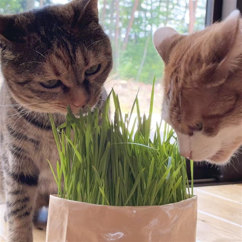 猫草