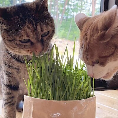 【茅野】愛猫と過ごす夏　猫草とサーキュレーター　　
