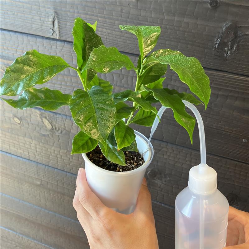 【みのおキューズモール】植物のある暮らしで涼やかに。