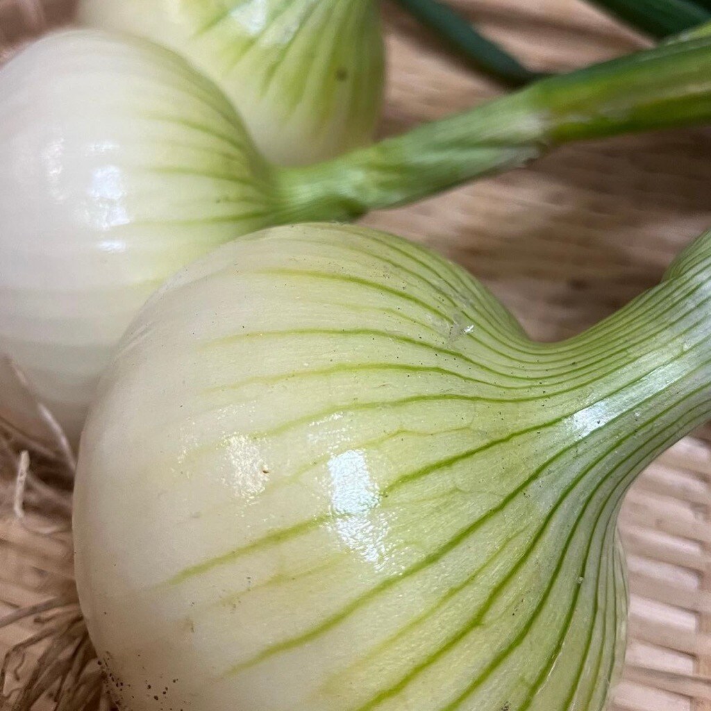 玉ねぎ