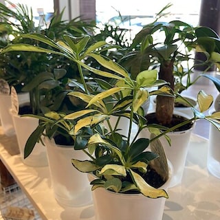 【オークビレッジかみす】グリーンが入荷しました