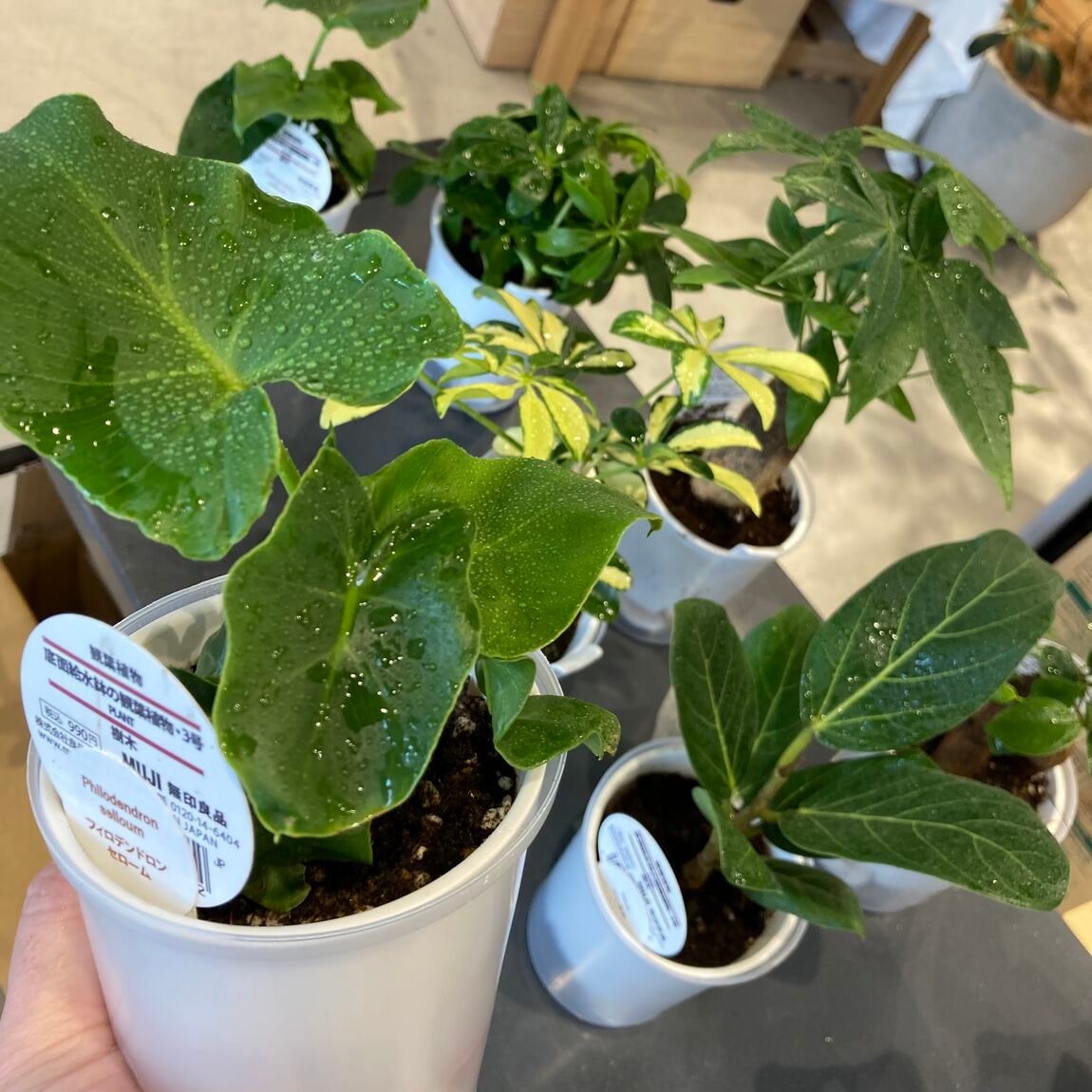 【オークビレッジかみす】無印良品のグリーン