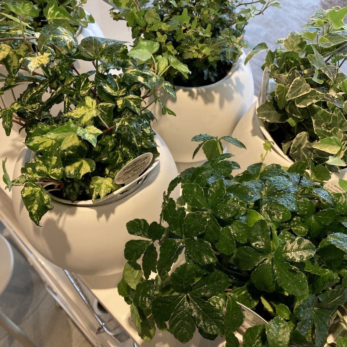 【オークビレッジかみす】グリーン入荷しました！
