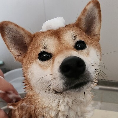 【LICOPA鶴見】ペット用のリンスインシャンプー発売！