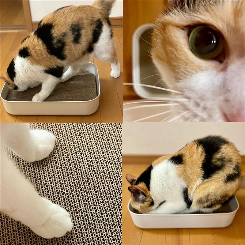 猫と爪とぎ