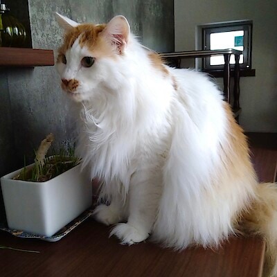 【秋田山王】猫ちゃんが喜ぶ人気アイテムベスト３🐈