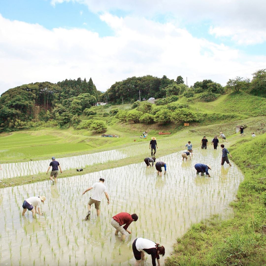 田植え　キービジュアル画像  1