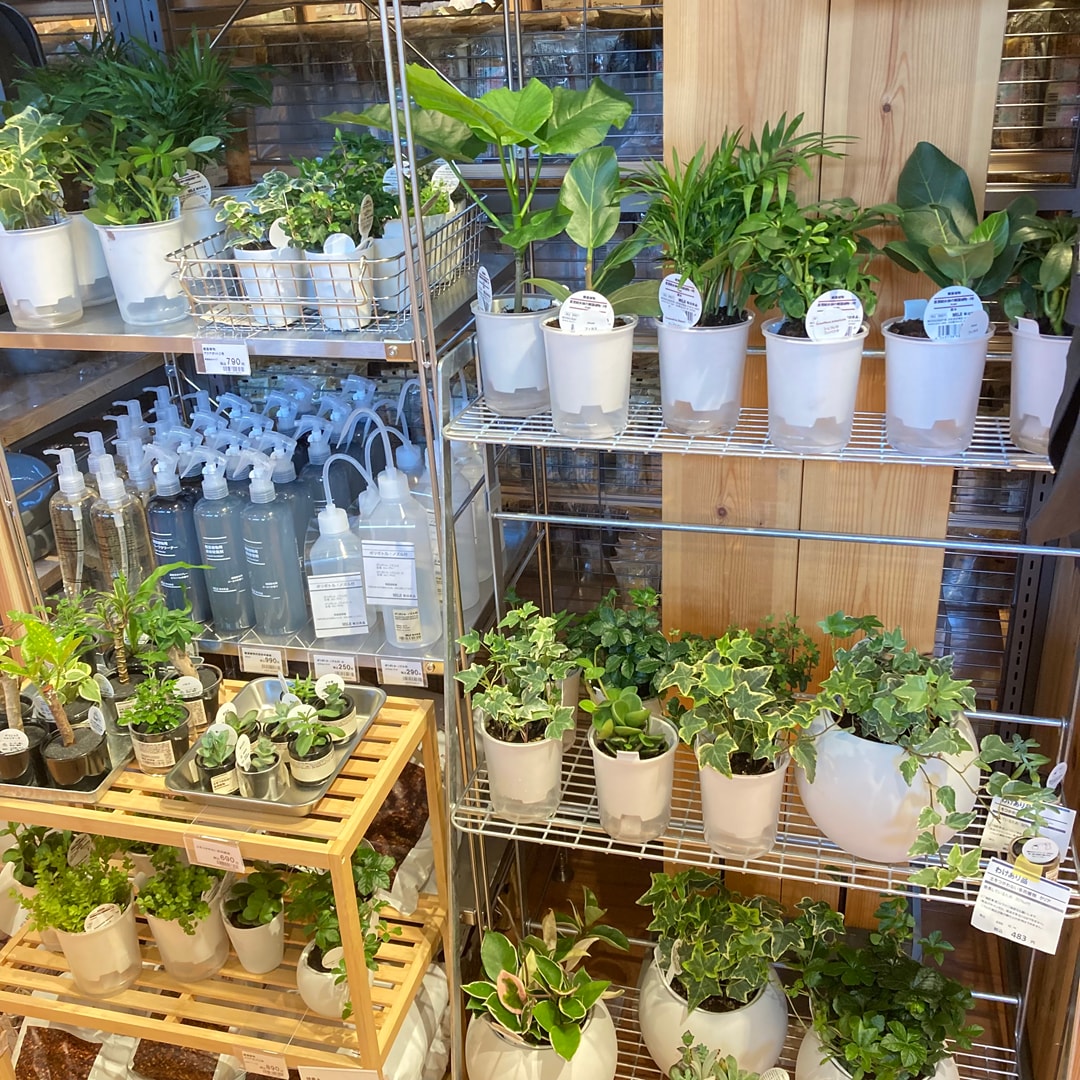 グリーン入荷のお知らせ
