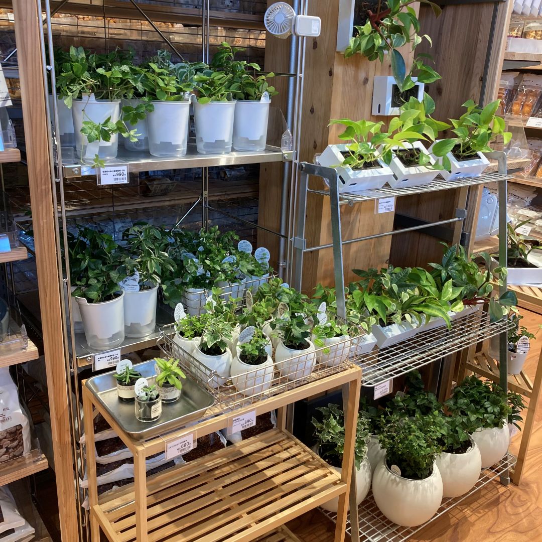 【那珂川】グリーン入荷のお知らせ