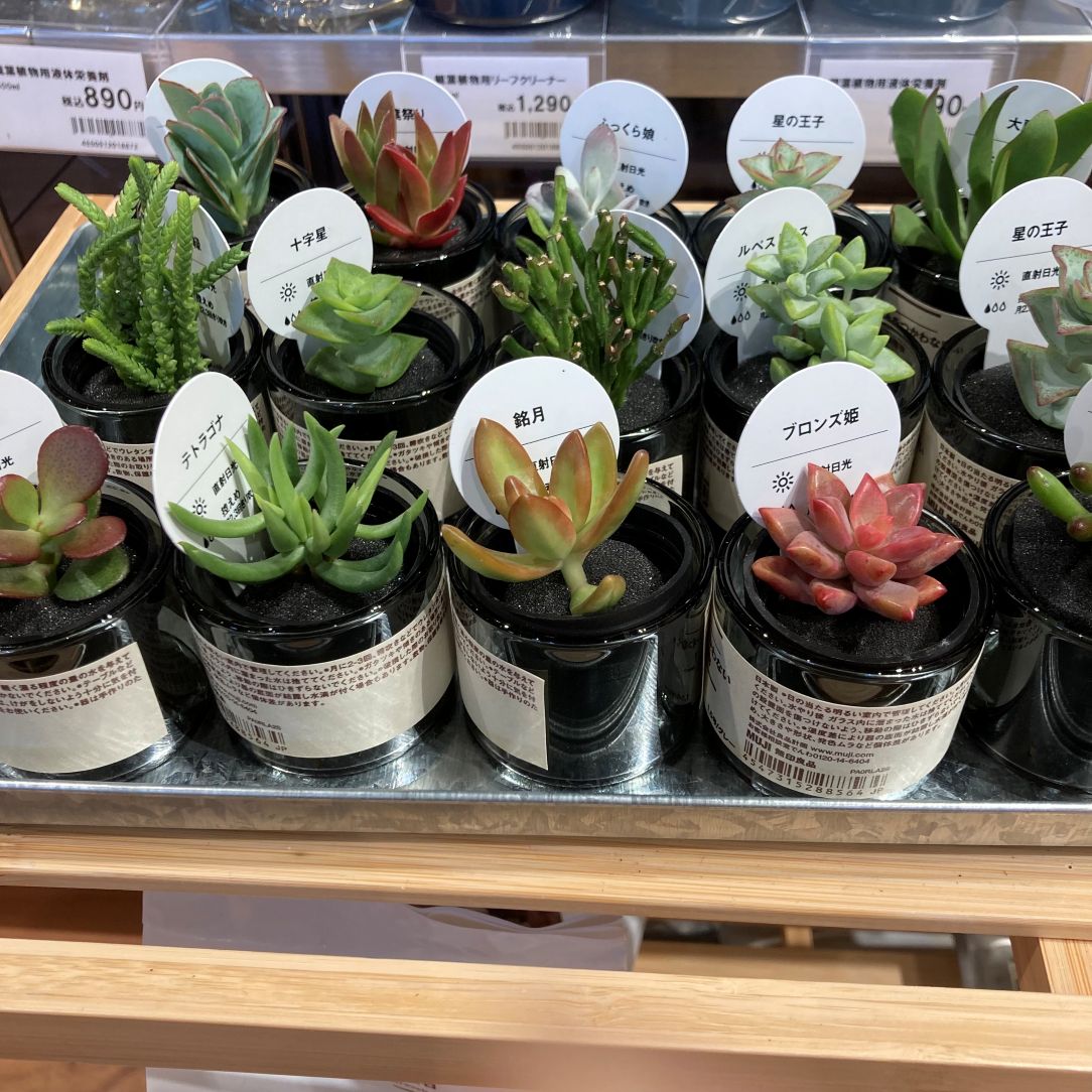 グリーン入荷のお知らせ01