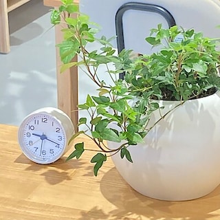 【那珂川】グリーン入荷しました！