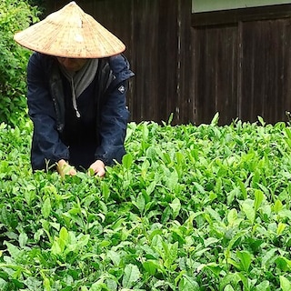 【イオンモール橿原】奈良で育まれたお茶