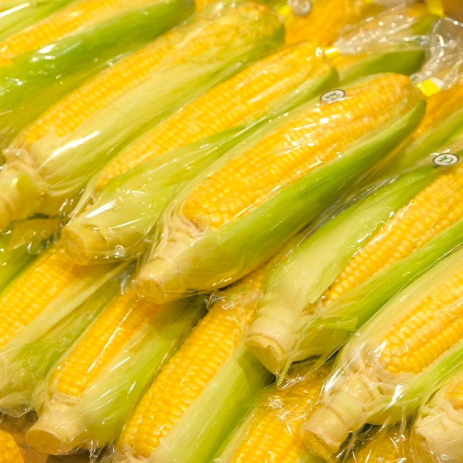【堺北花田】みんなで学ぼう、とうもろこしの秘密｜食育イベント