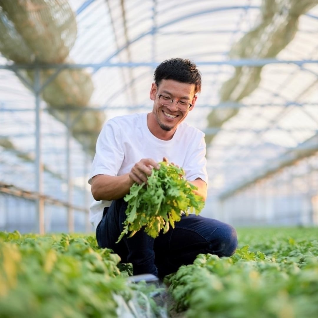 【堺北花田】『西阪さんの泉州きくな』が入荷しました｜青果売場から