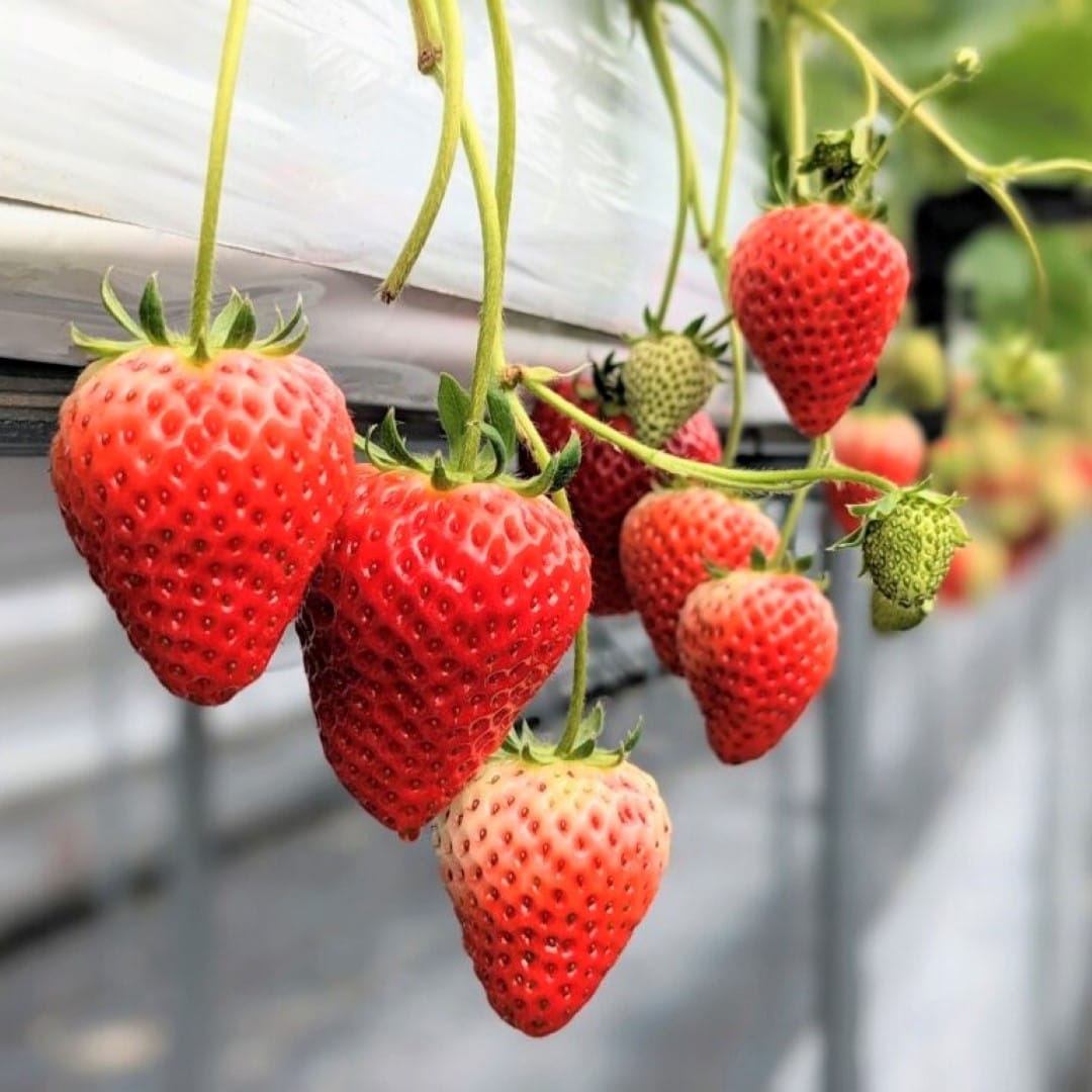 【堺北花田】クリスマスに、『加茂さんの朝摘みいちご』｜青果売場から