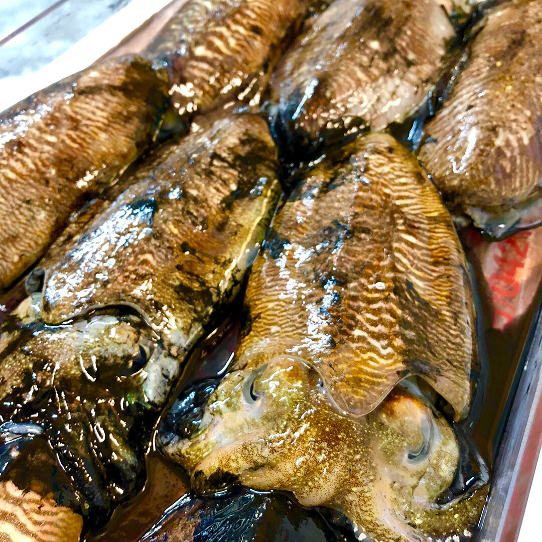 イオンモール堺北花田 今が旬 鳥取県 境港から 鮮度抜群の生きている コウイカ が届きました 無印良品