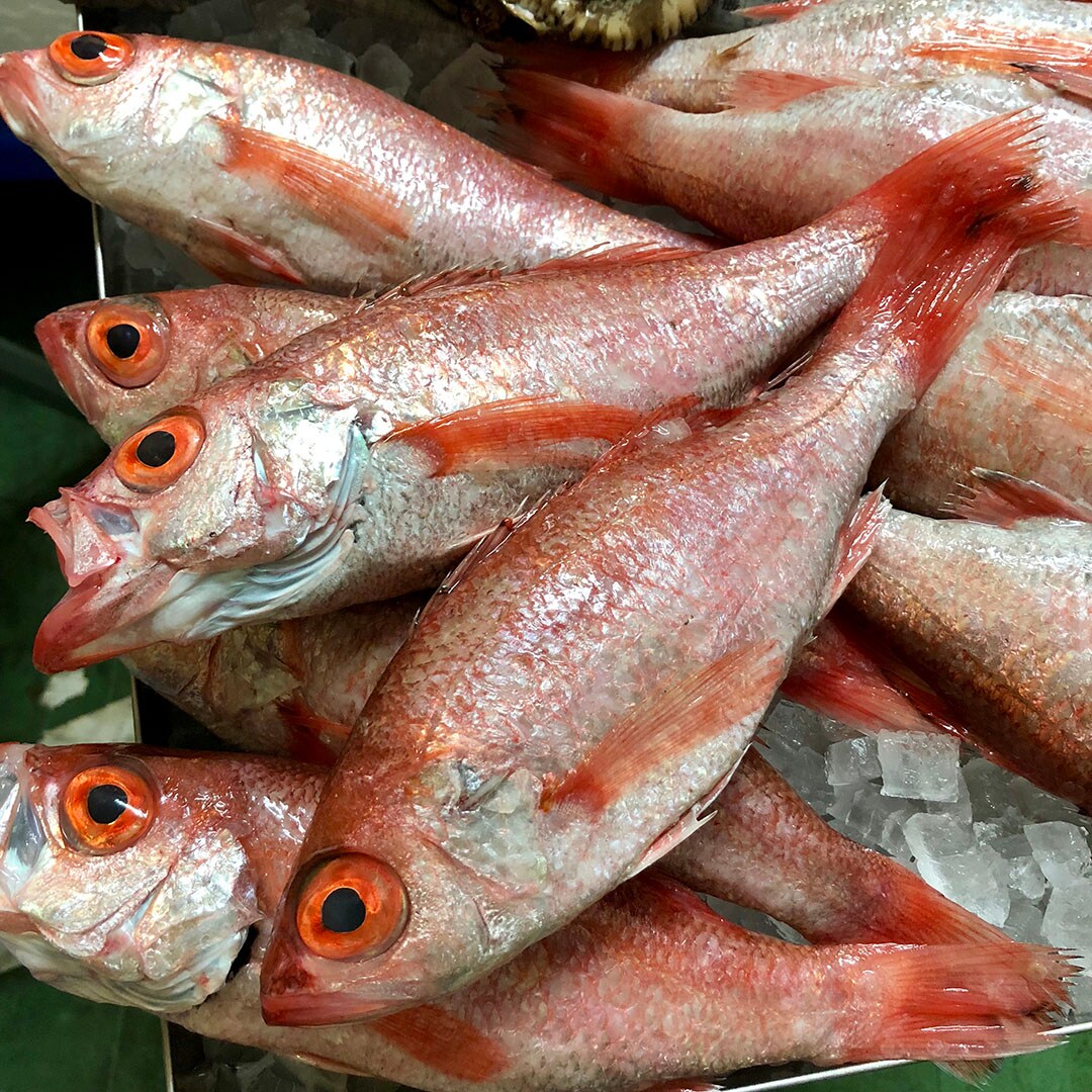 キービジュアル画像：高級魚として知られる『のどぐろ』が、鳥取県・境港から鮮魚売場に届きました