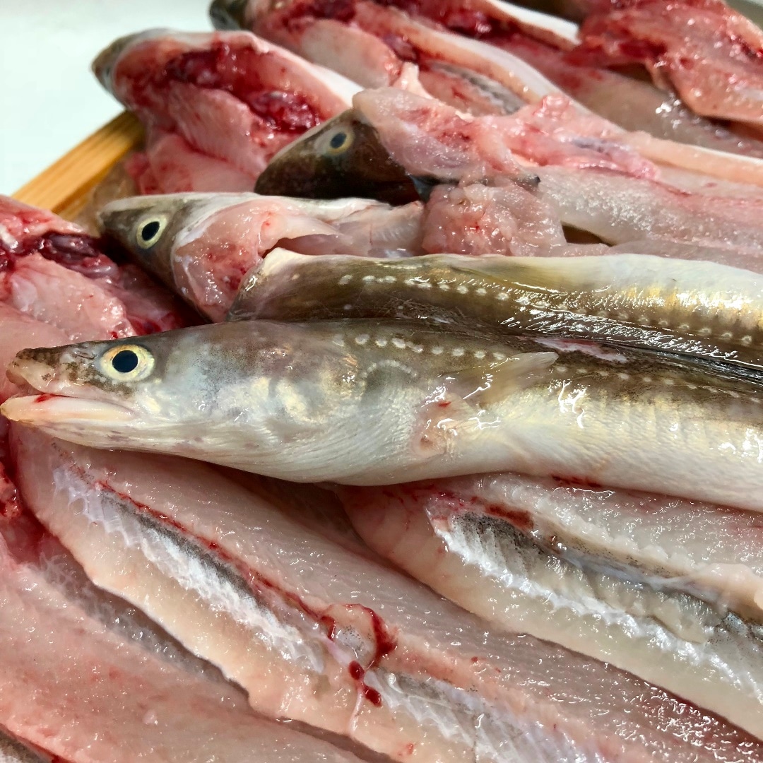 キービジュアル画像：今日のおすすめ鮮魚は、兵庫県・明石産の『あなご』です！