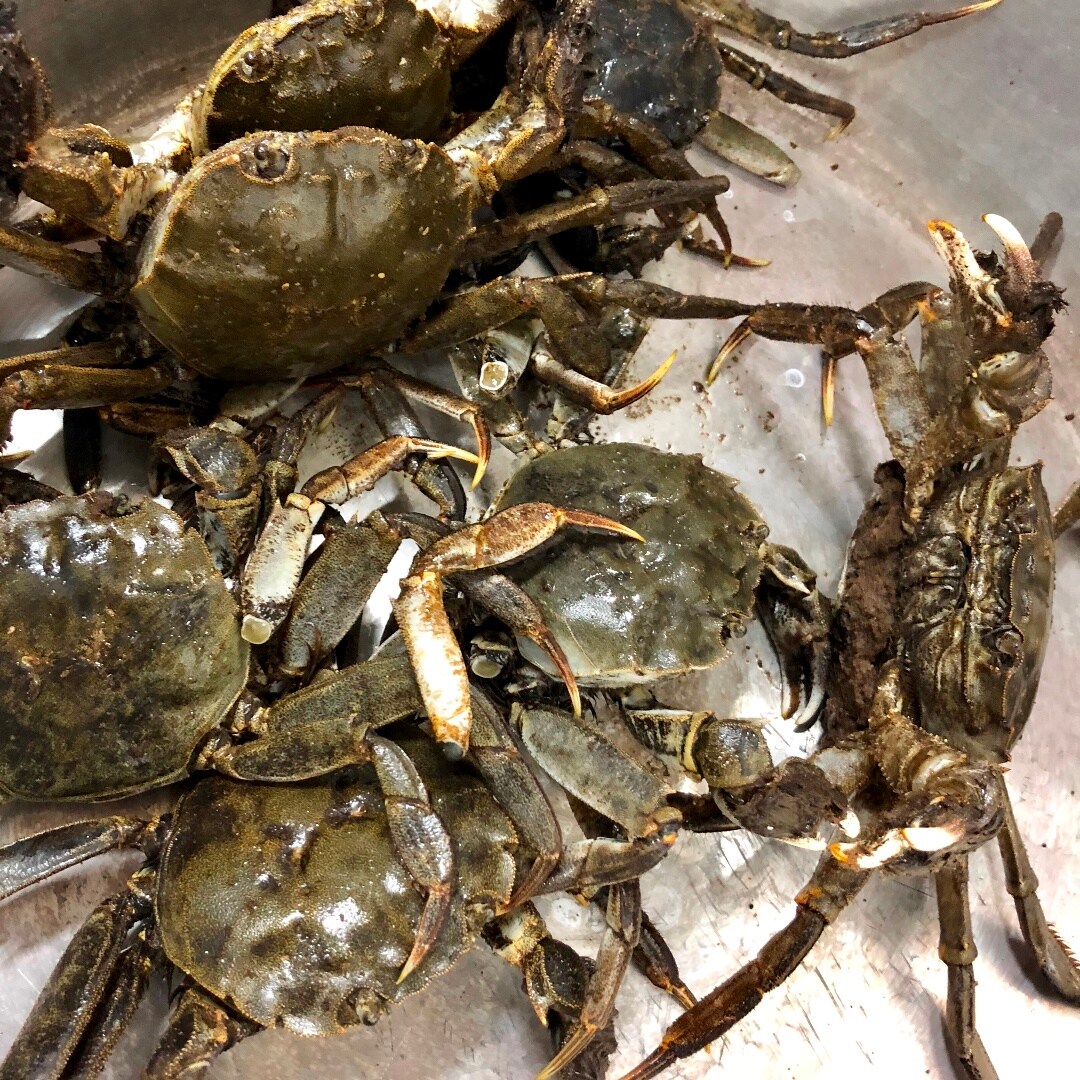 キービジュアル画像：生命力あふれる、徳島県産『もくずがに』が鮮魚売場に並んでいます
