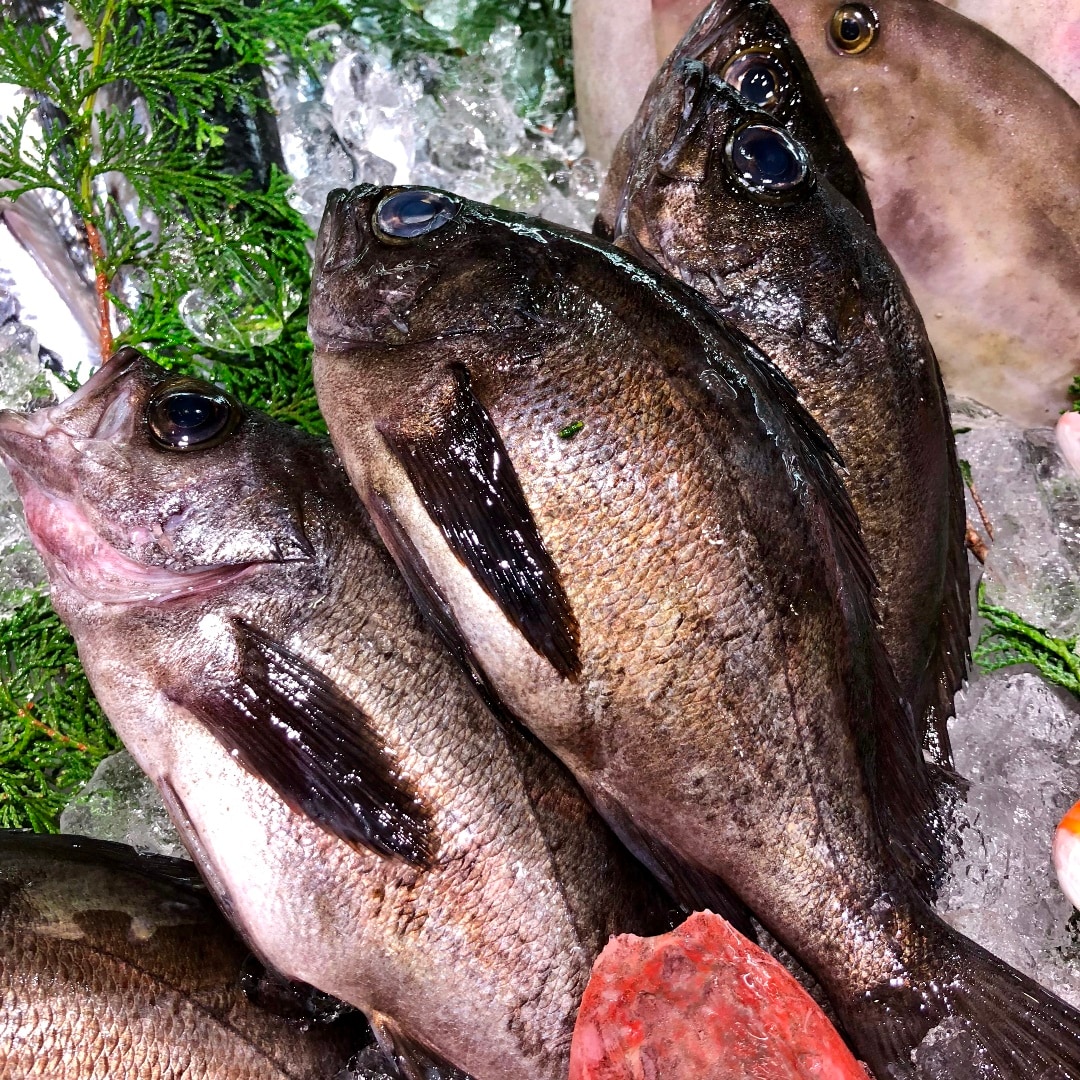 キービジュアル画像：煮付けにぴったりの魚、徳島県産『黒めばる』が入荷しました
