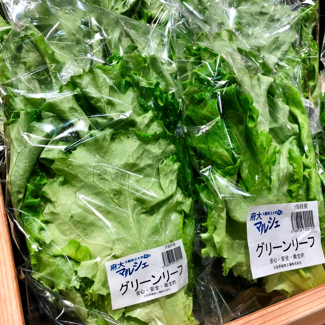 キービジュアル画像：植物工場で大切に育てられた！ 大阪産『大阪府大工場野菜グリーンリーフ』をどうぞ