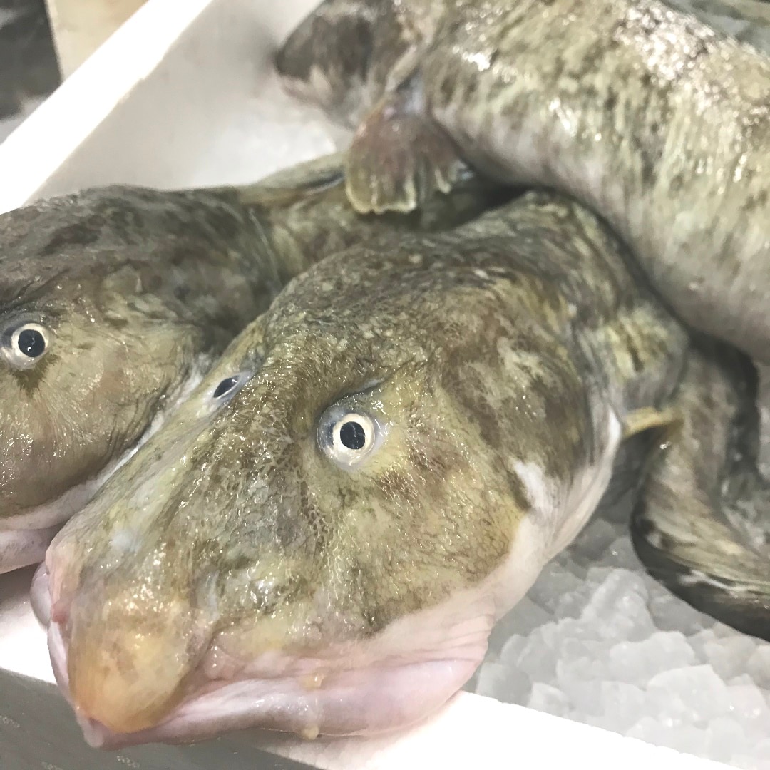 イオンモール堺北花田 今日も 鳥取県 境港から新鮮な魚が届いています 無印良品