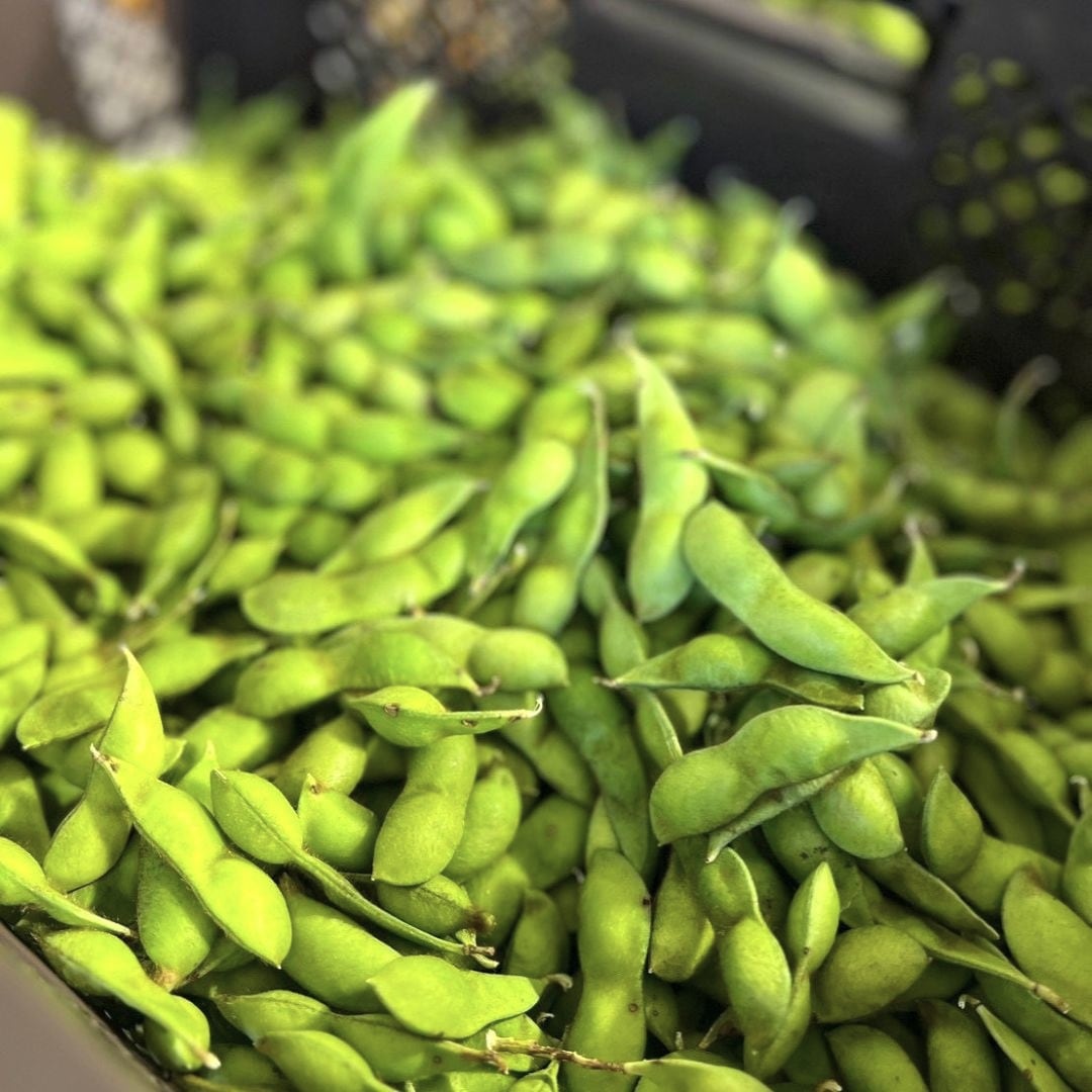 【堺北花田】ONE BEANSさんの丹波篠山黒枝豆、今期最後の入荷です｜青果売場から