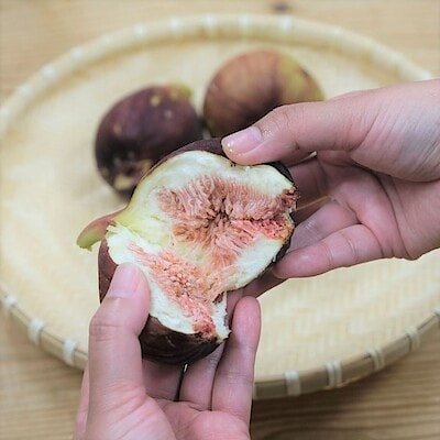 【堺北花田】吉原さんの朝採りいちじく入荷しました｜青果売場から