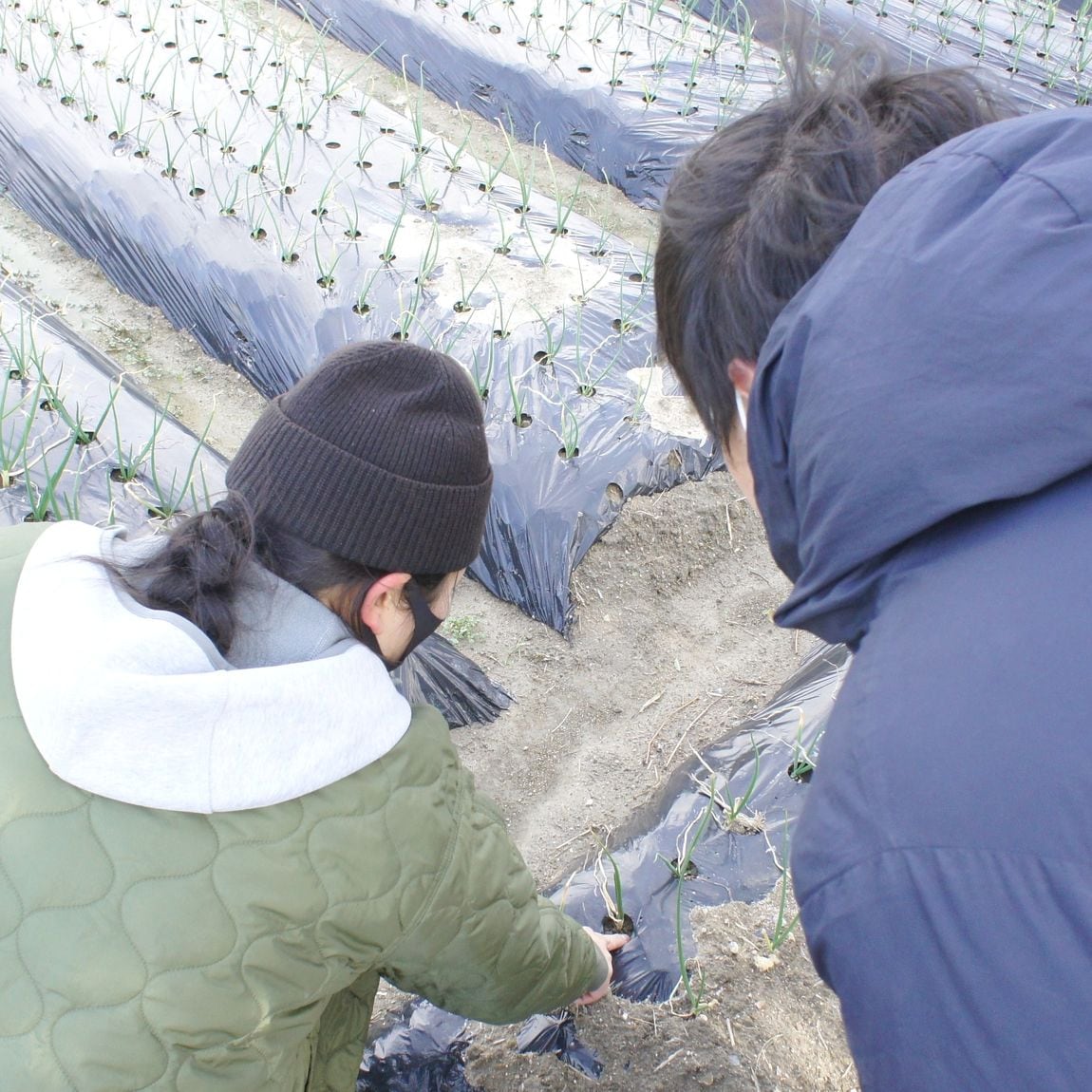 【堺北花田】泉州黄玉ねぎ、成長しています｜産地を訪ねて