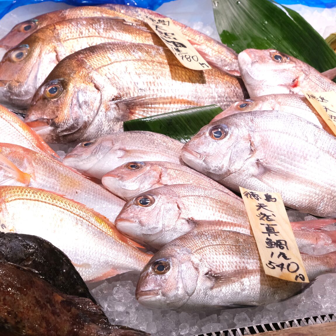 【堺北花田】今日のおすすめは『天然真鯛』｜鮮魚売場から