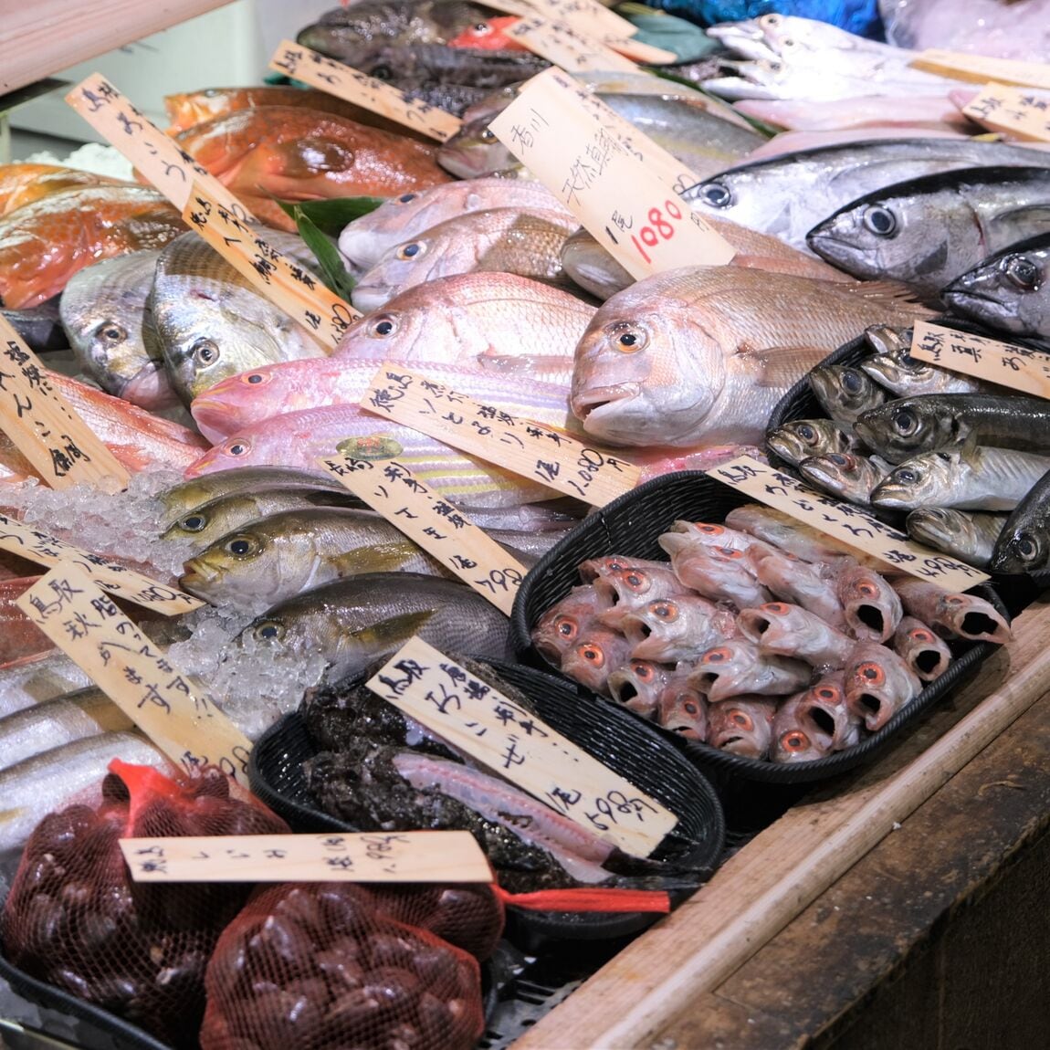 【堺北花田】今日のおすすめは『きめじまぐろ』『岩かき』｜鮮魚売場から