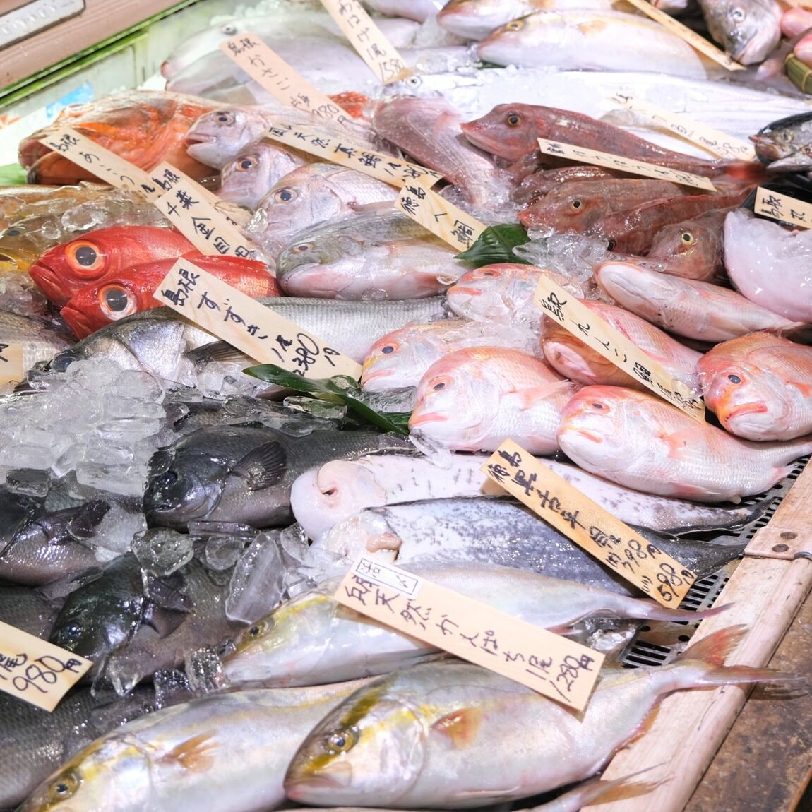 【堺北花田】今日のおすすめは『いとより』『天然ぐれ』｜鮮魚売場から