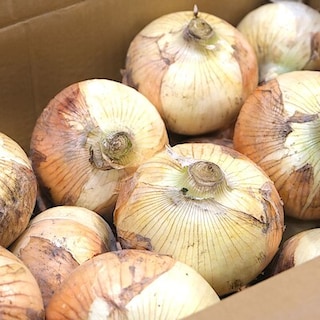 【堺北花田】射手矢さんの泉州たまねぎPREMIUMが入荷しました｜青果売場から