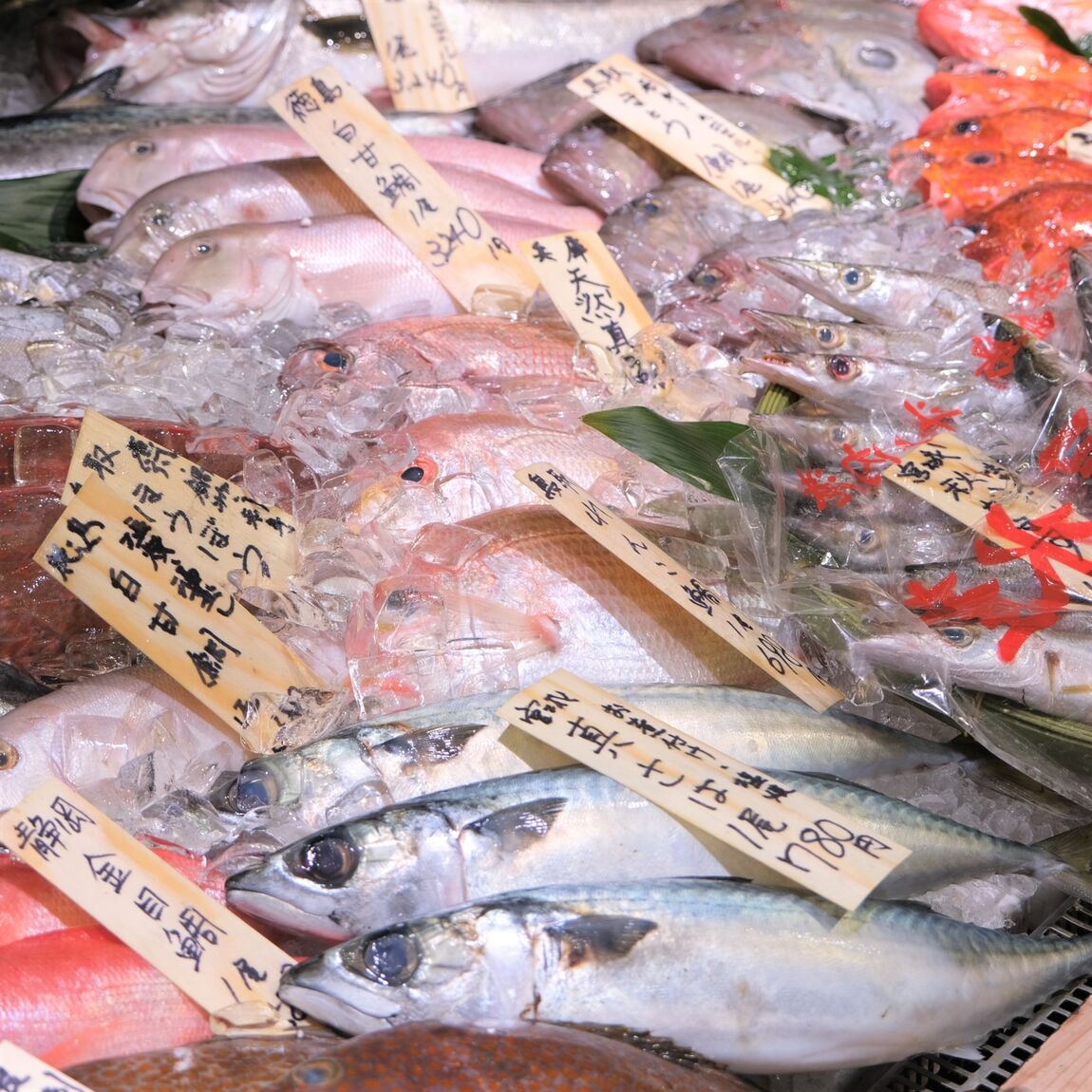【堺北花田】今日のおすすめは『さごし』｜鮮魚売場から