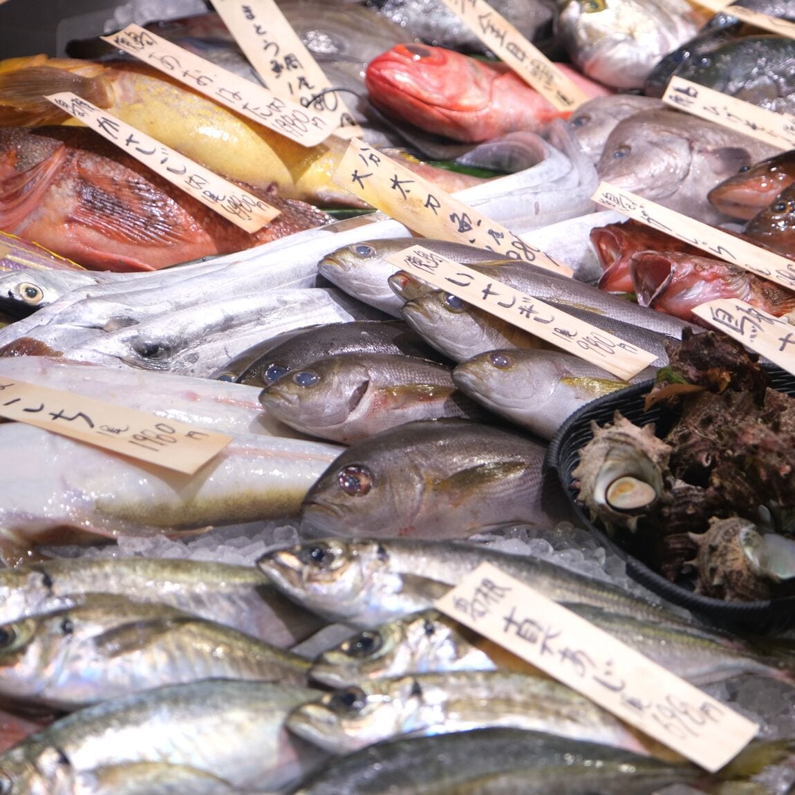 【堺北花田】今日のおすすめは『真あじ』｜鮮魚売場から