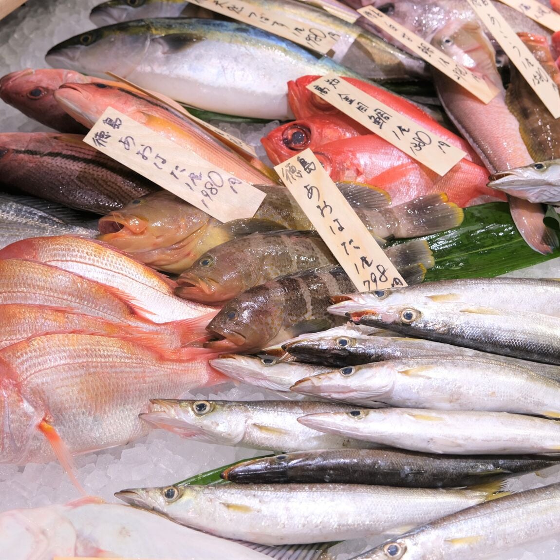 【堺北花田】今日のおすすめは『かます』｜鮮魚売場から