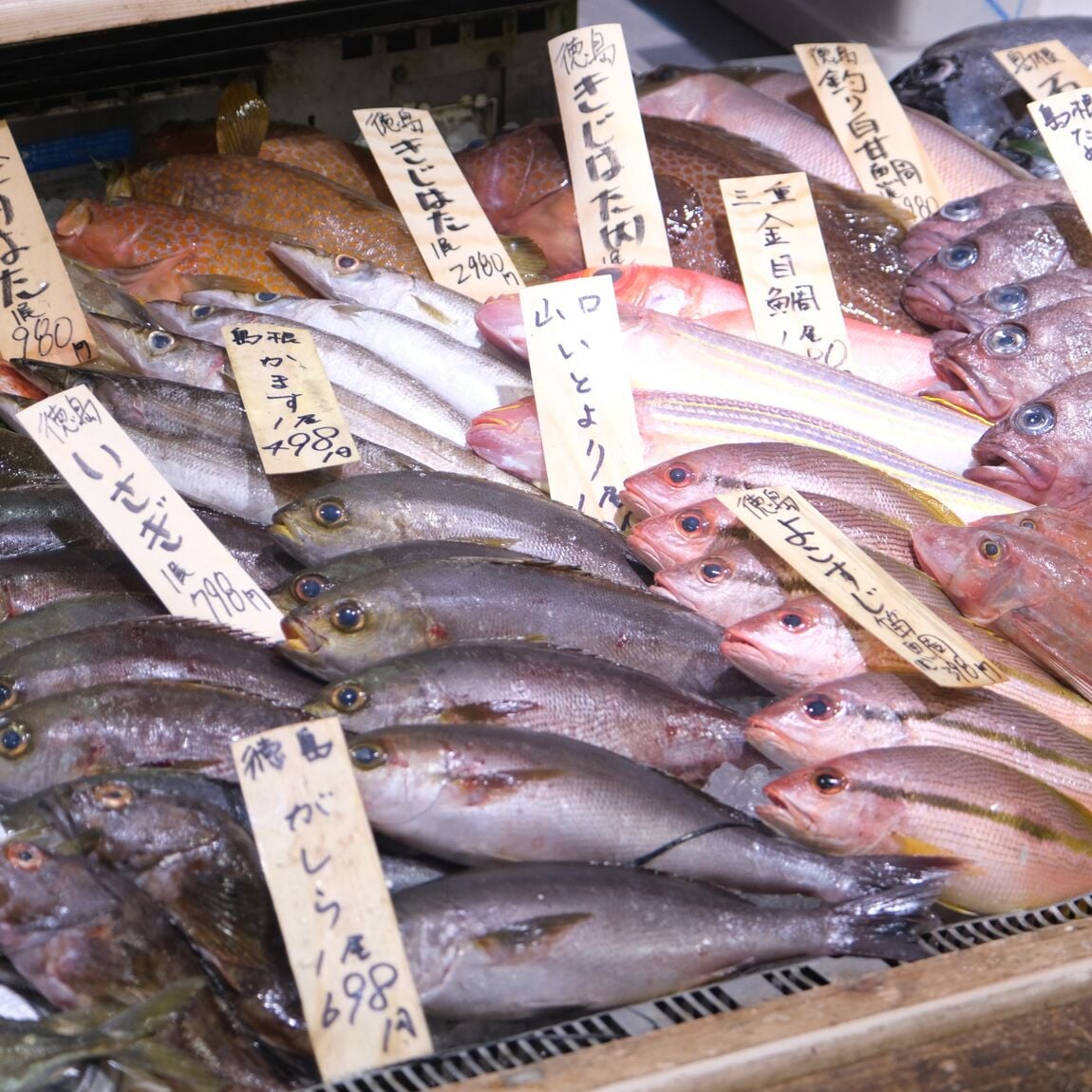 【堺北花田】大阪・泉州のお魚入荷しています｜鮮魚売場から