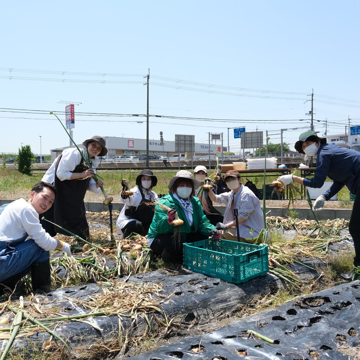 【堺北花田】泉州黄玉ねぎを収穫しました