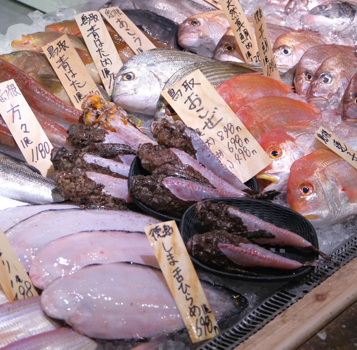 【堺北花田】今日のおすすめは『あおりいか』｜鮮魚売場から
