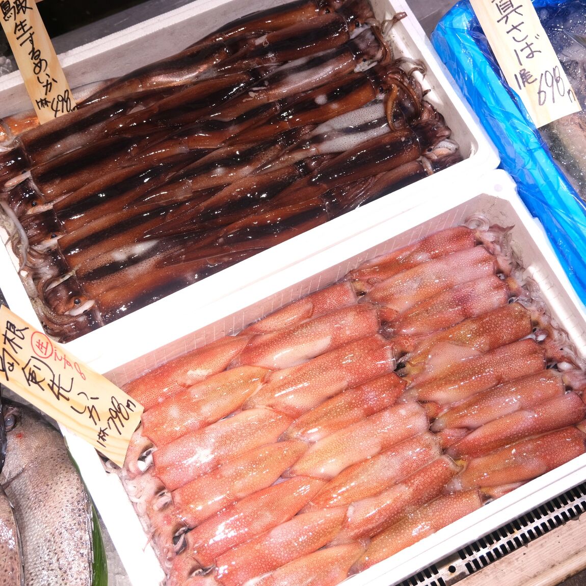 【堺北花田】今日のおすすめは『生するめいか』『剣先いか』｜鮮魚売場から